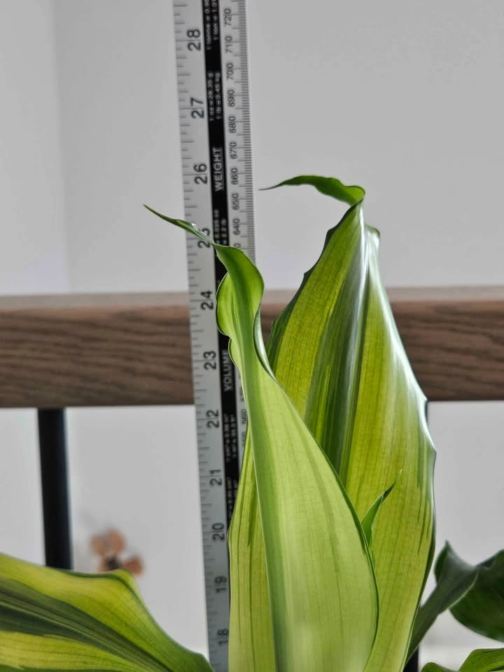 Dracaena lemon lime or sol - photo 3