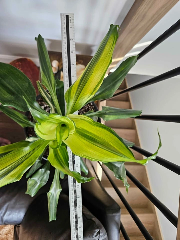 Dracaena lemon lime or sol - photo 4