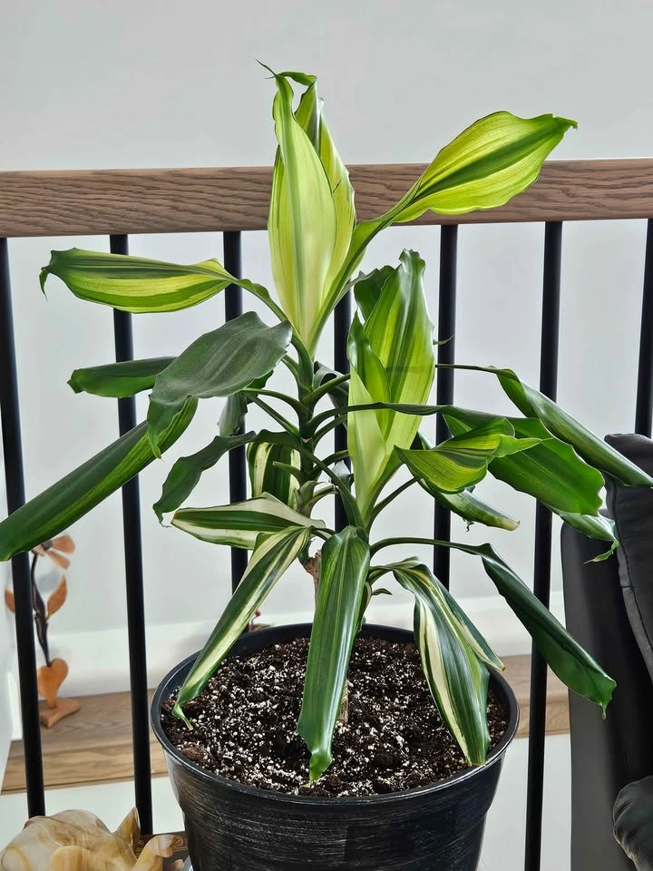 Dracaena lemon lime or sol - photo 5