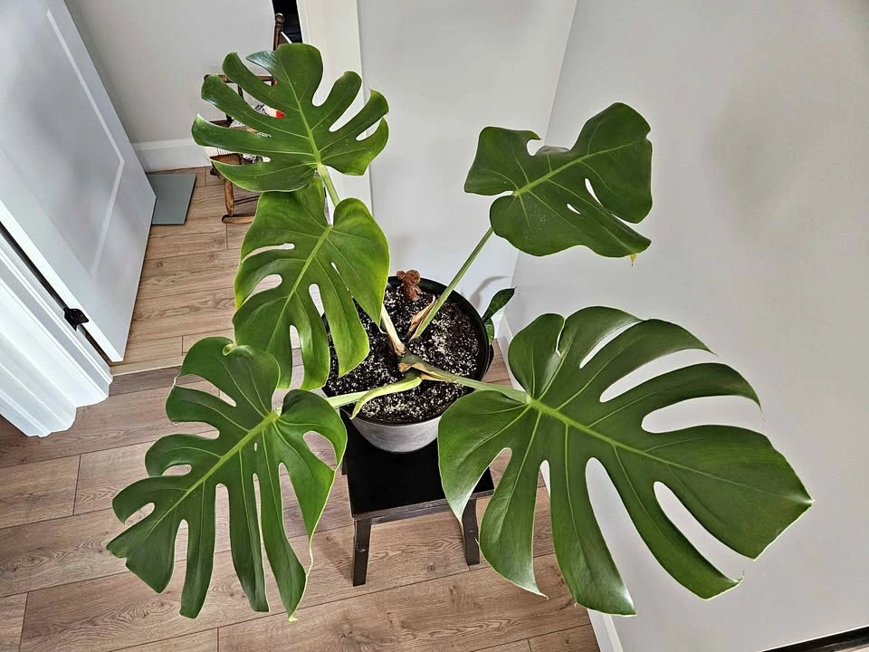 Monstera