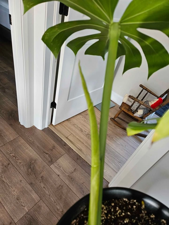 Monstera - photo 2