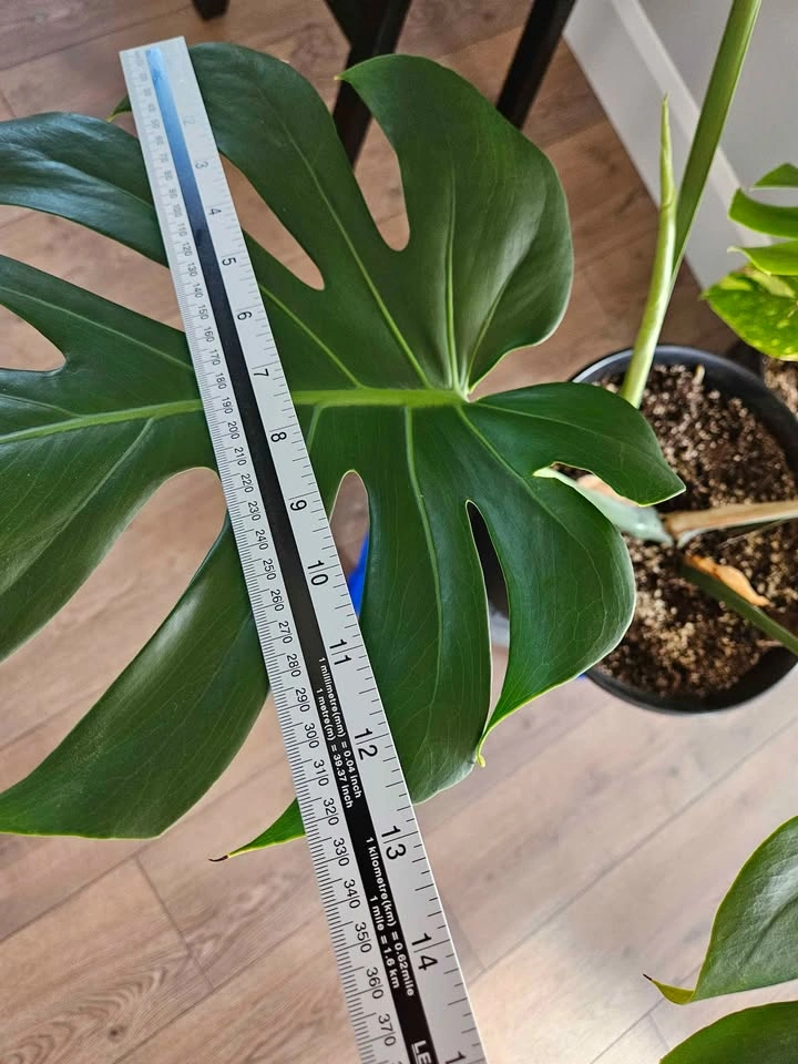 Monstera - photo 3