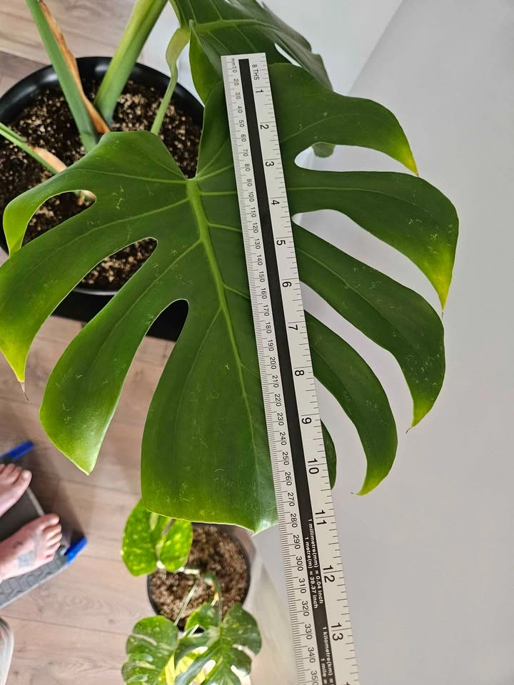 Monstera - photo 4