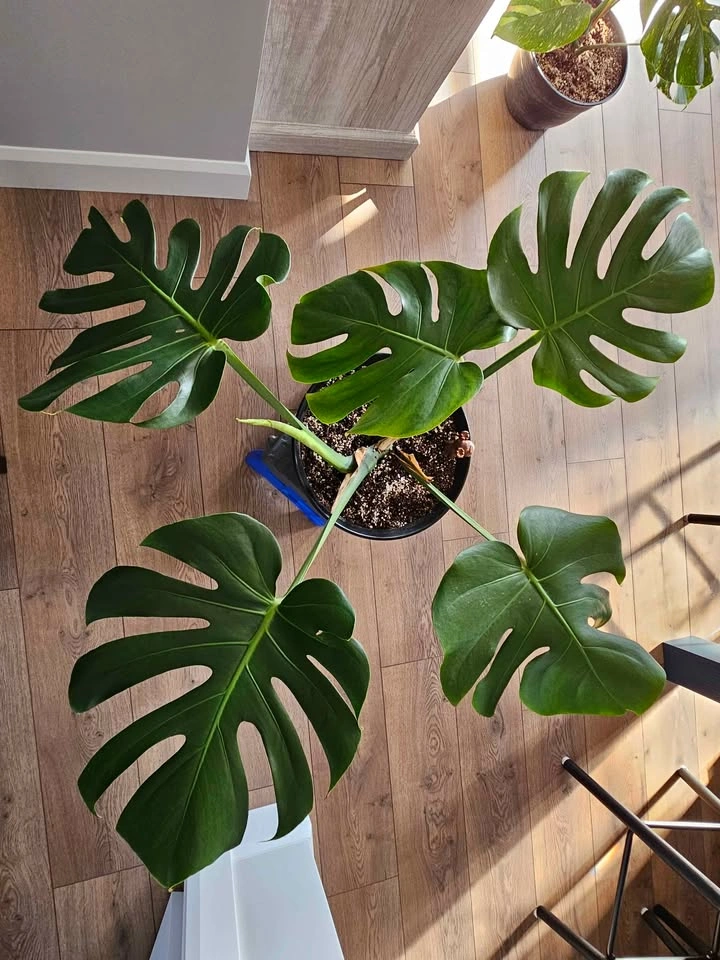 Monstera - photo 5