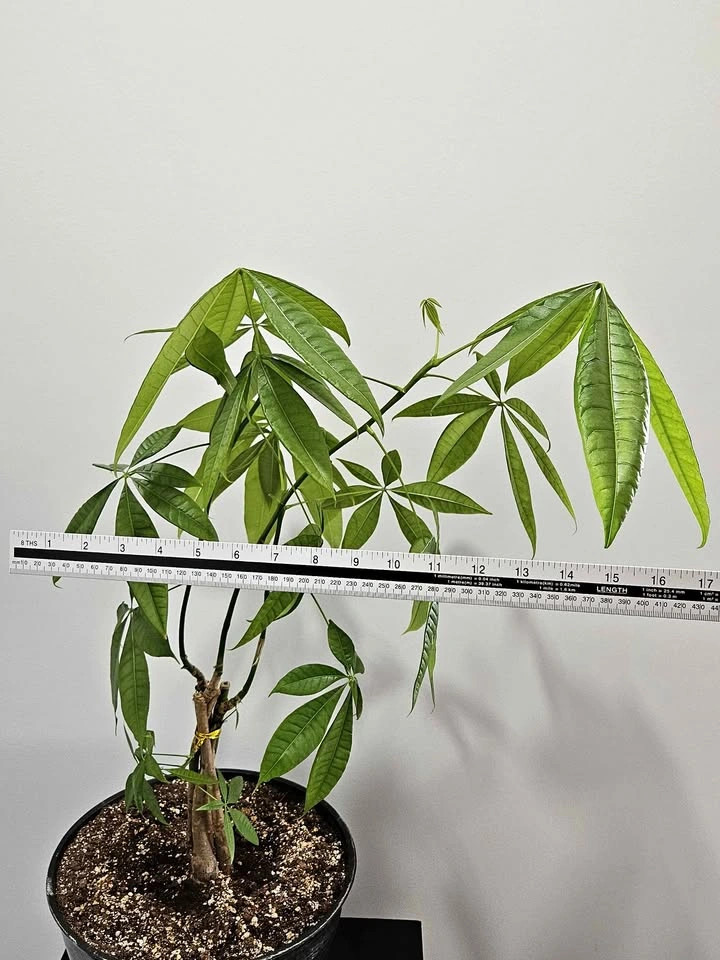 Money tree