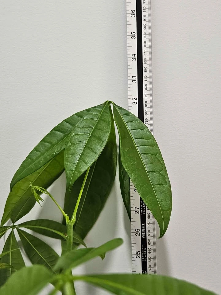 Money tree - photo 2