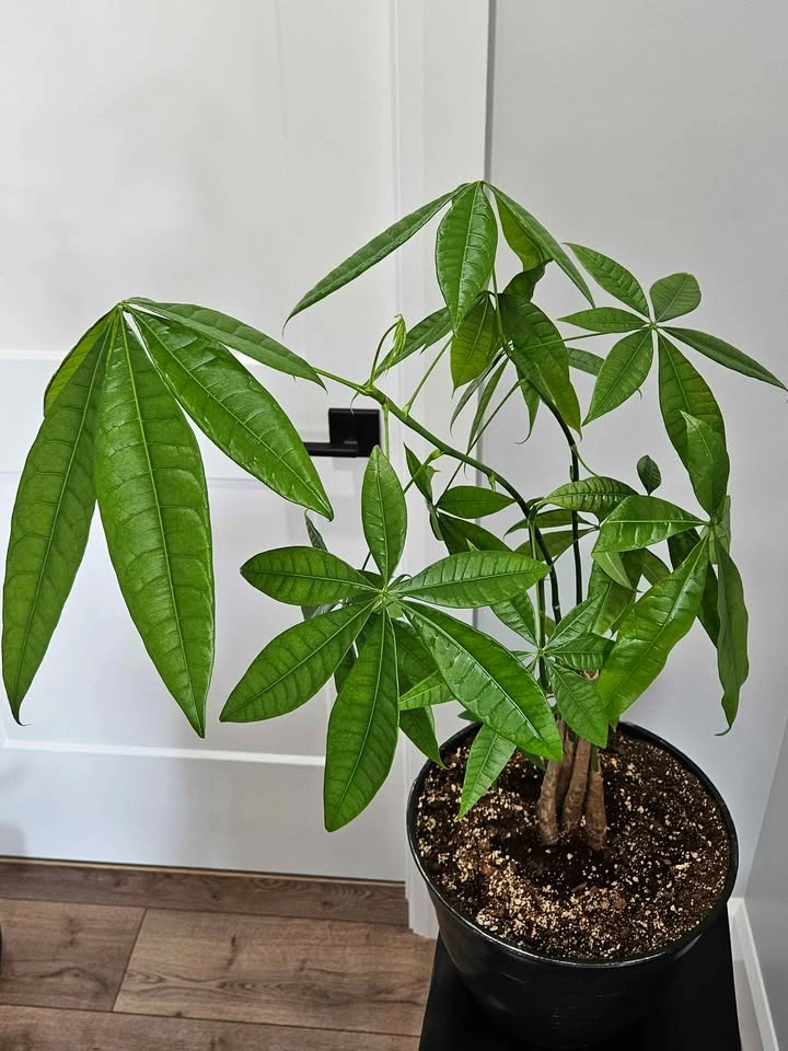 Money tree - photo 3