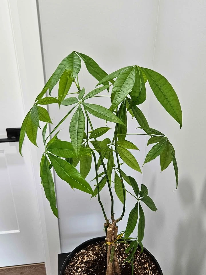 Money tree - photo 4