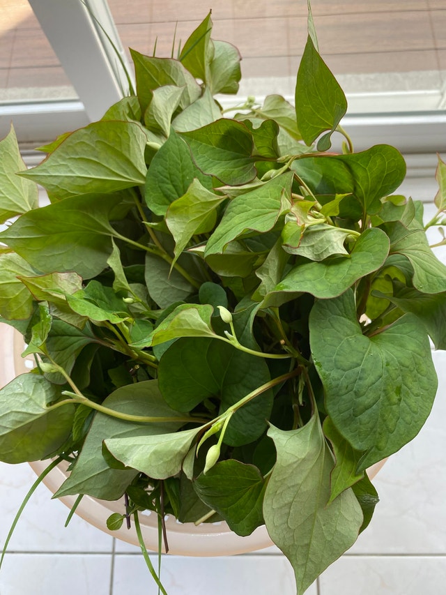 Vietnamese herbs cut from my garden - photo 2