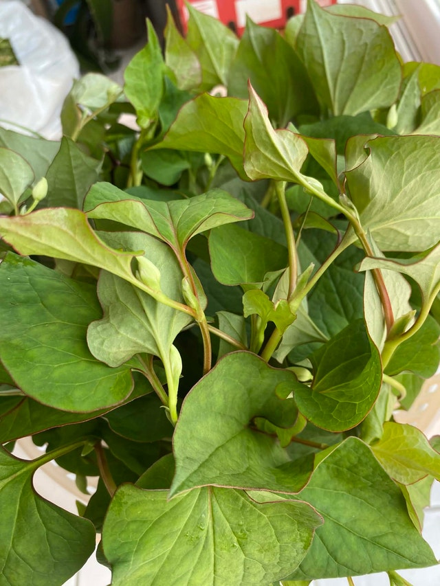 Vietnamese herbs cut from my garden - photo 3