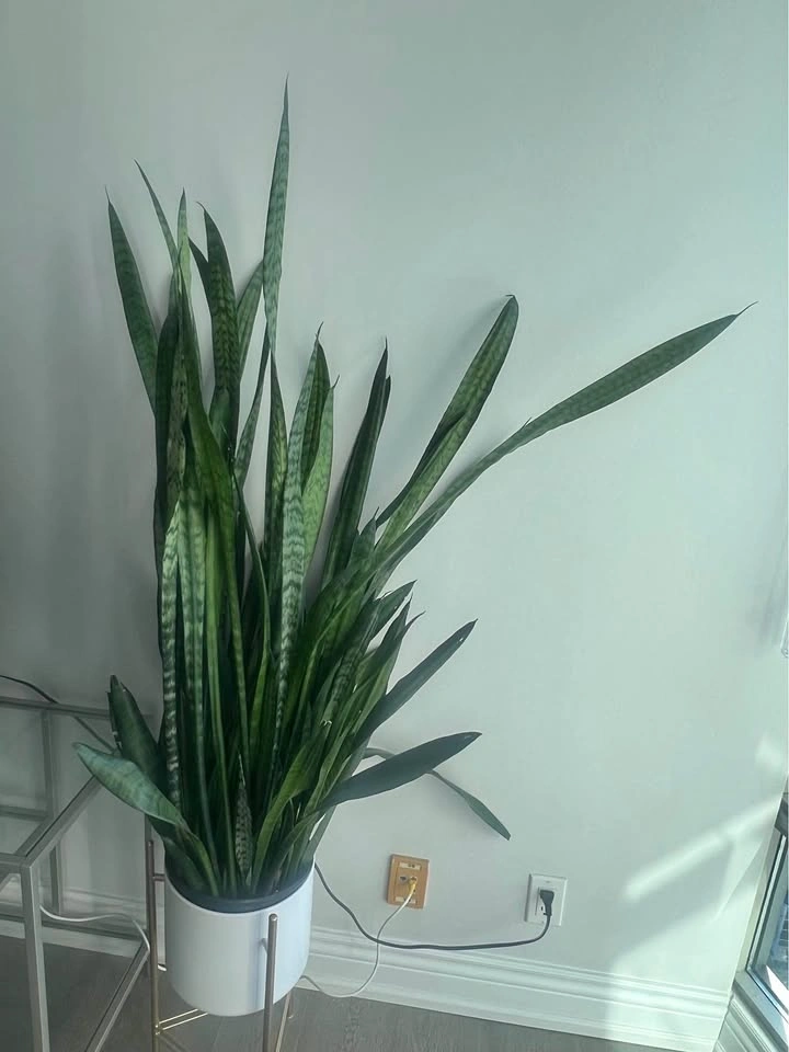 Snake Plant