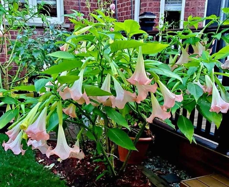 Angel’s Trumpet Flowers / Plant / Shoots / Pink for Sale $10