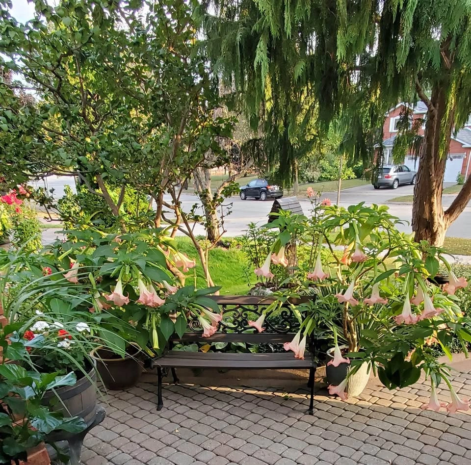 Angel’s Trumpet Flowers / Plant / Shoots / Pink for Sale $10 - photo 2