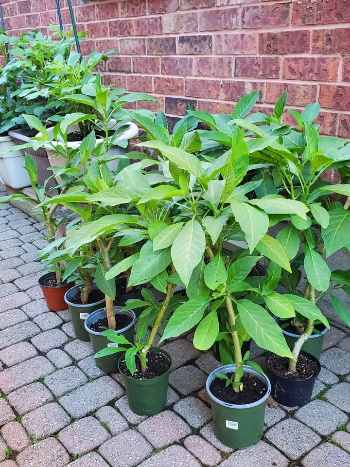 Angel’s Trumpet Flowers / Plant / Shoots / Pink for Sale $10 - photo 3