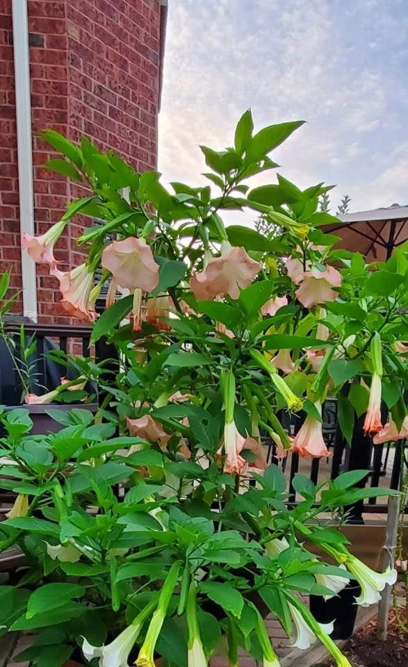 Angel’s Trumpet Flowers / Plant / Shoots / Pink for Sale $10 - photo 5