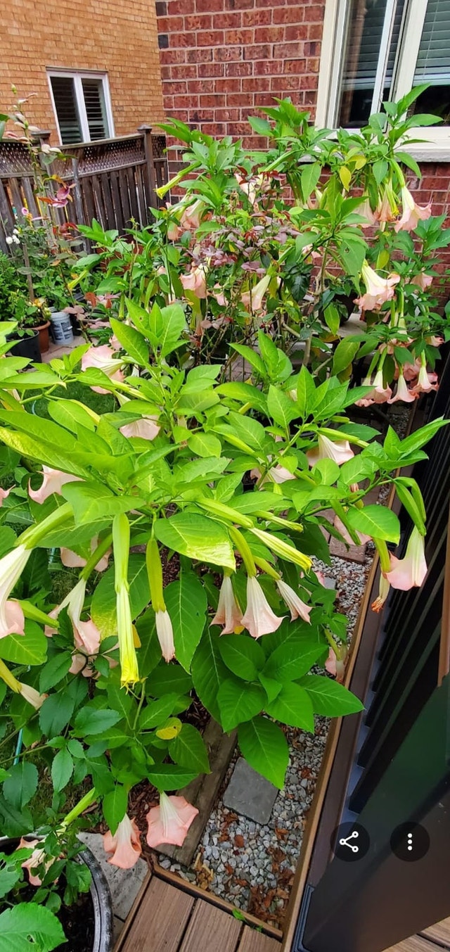 Angel Trumpet Plant Colour Pink