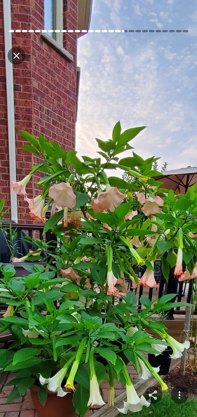 Angel Trumpet Plant Colour Pink - photo 2