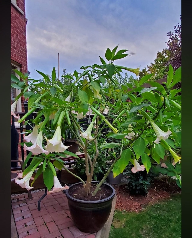 Angel Trumpet Plant Colour Pink - photo 3