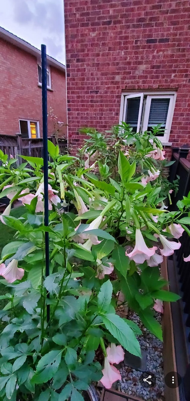 Angel Trumpet Plant Colour Pink - photo 4