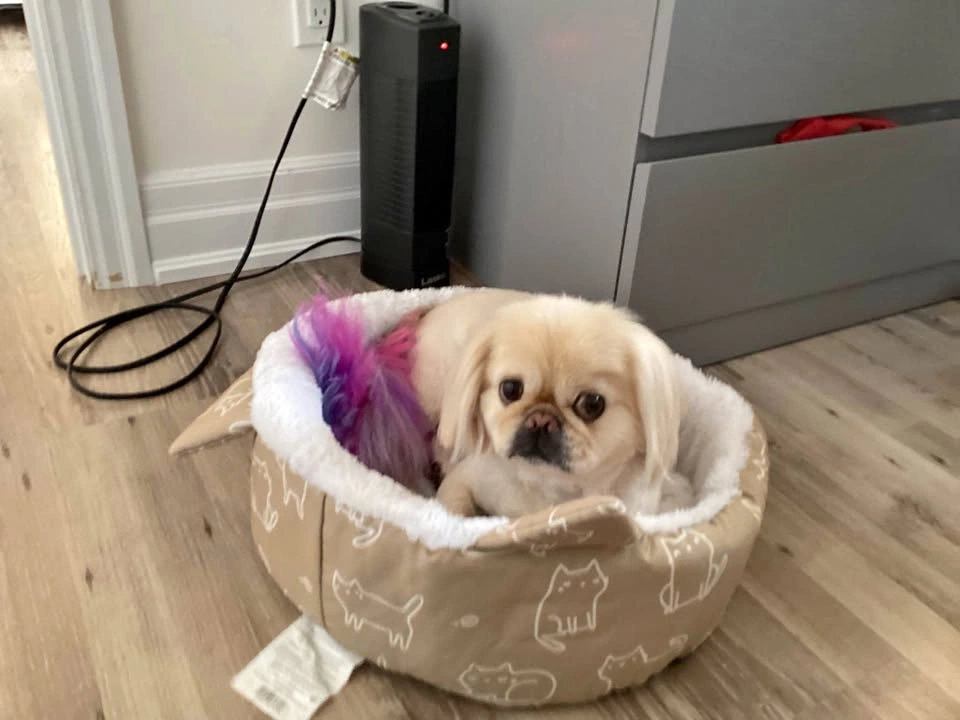Animal sitting
