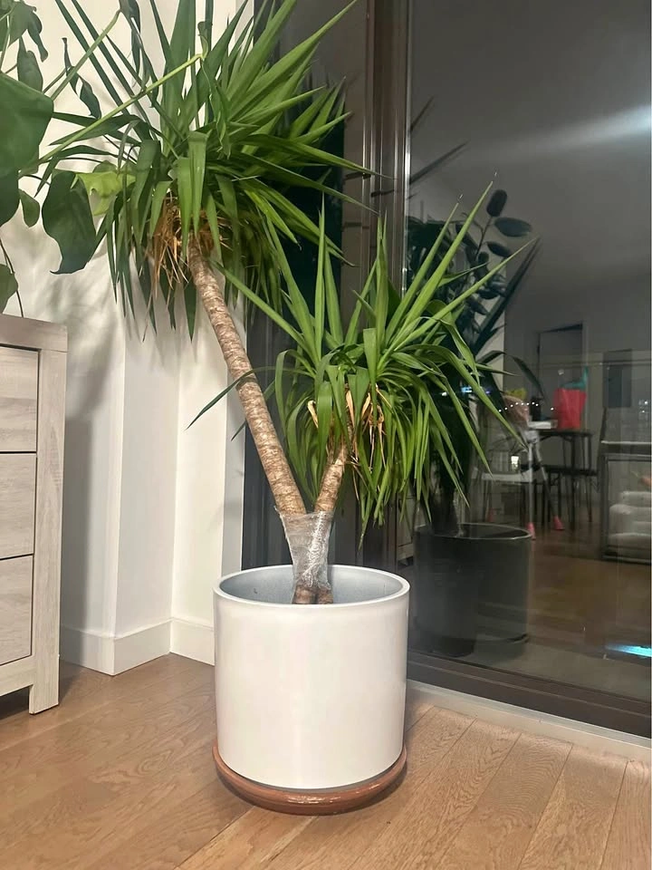 Yucca Plant. Indoor plant for living room. 5 feet 5 inches tall.