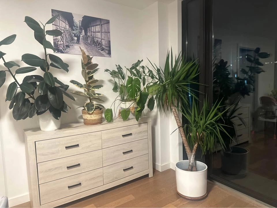 Yucca Plant. Indoor plant for living room. 5 feet 5 inches tall. - photo 2