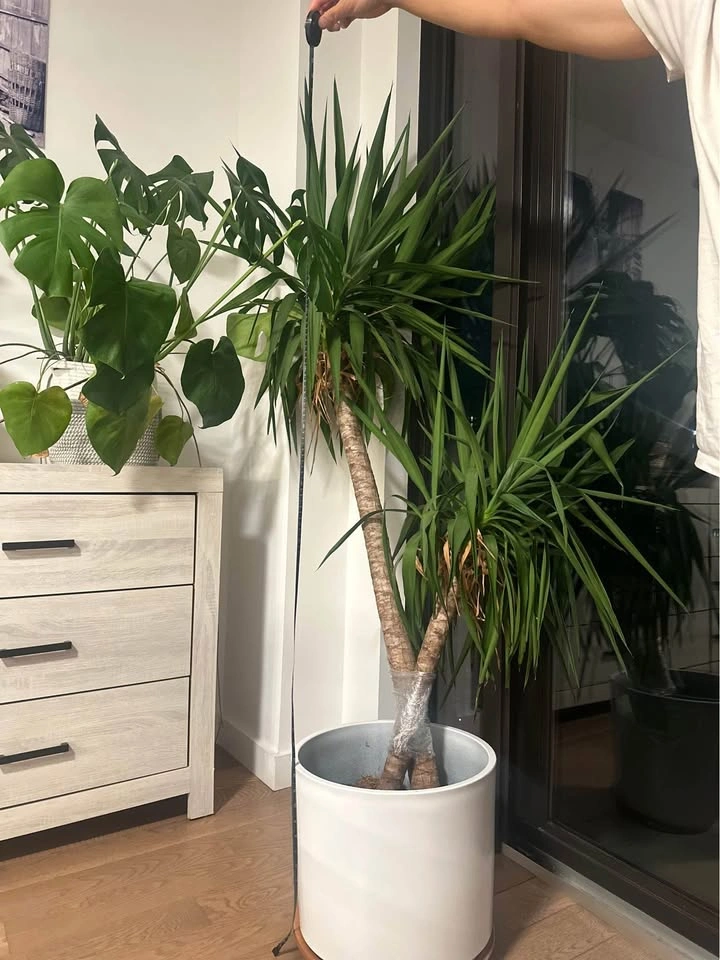 Yucca Plant. Indoor plant for living room. 5 feet 5 inches tall. - photo 3