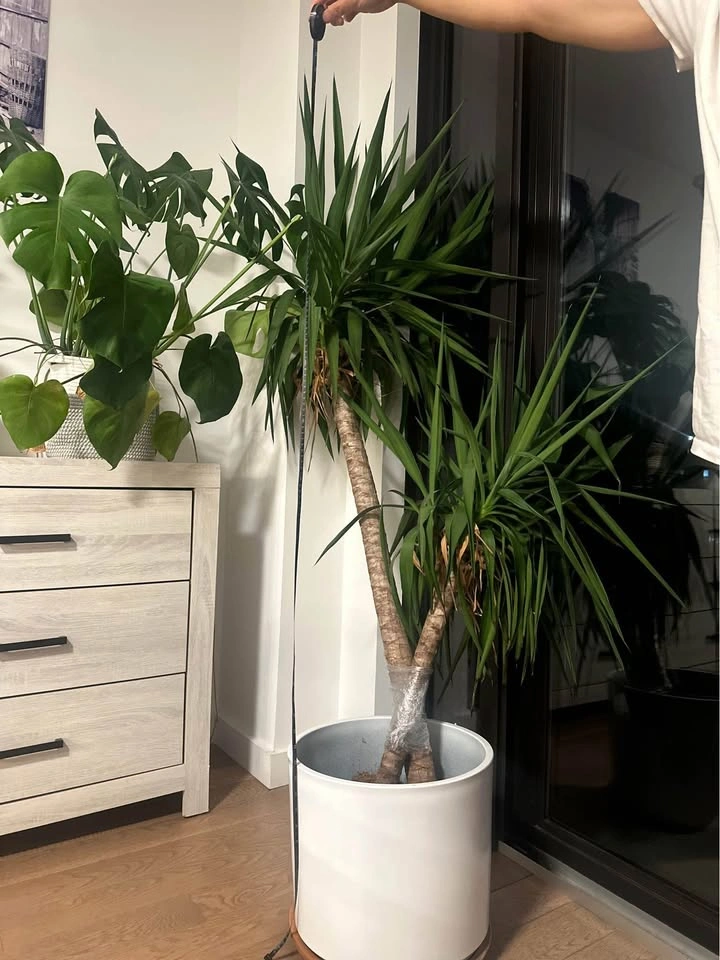 Yucca Plant. Indoor plant for living room. 5 feet 5 inches tall. - photo 4