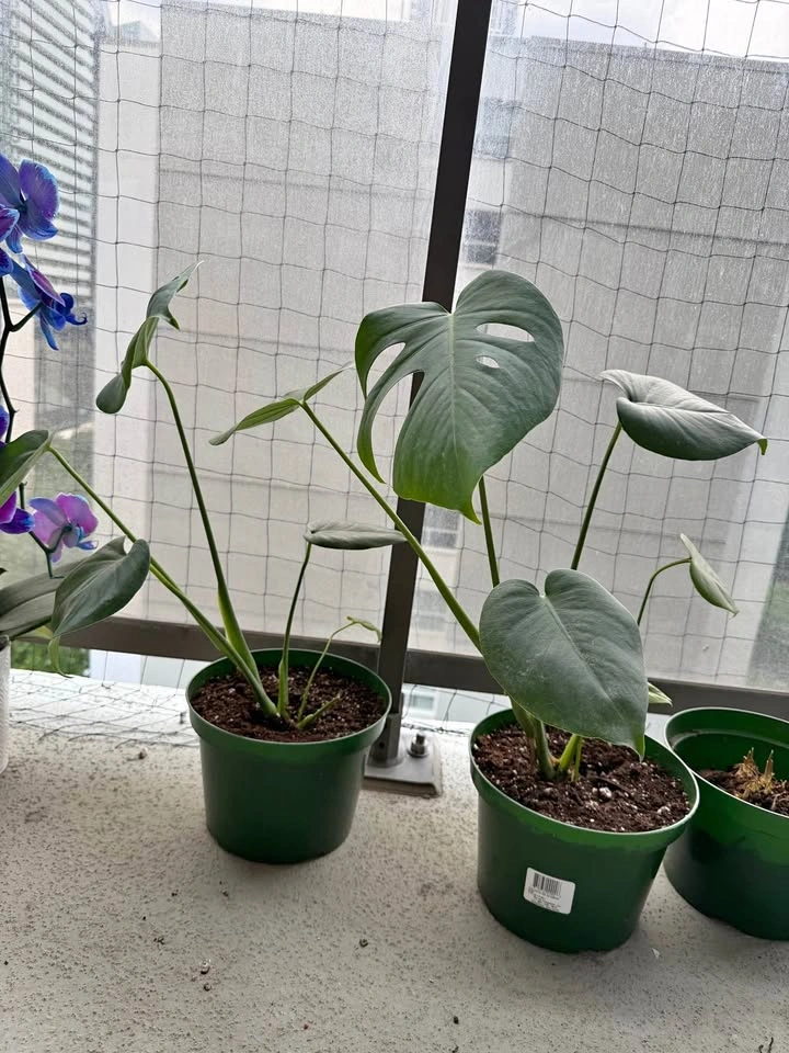 Monstera Deliciosa Plants (Set of 2)
