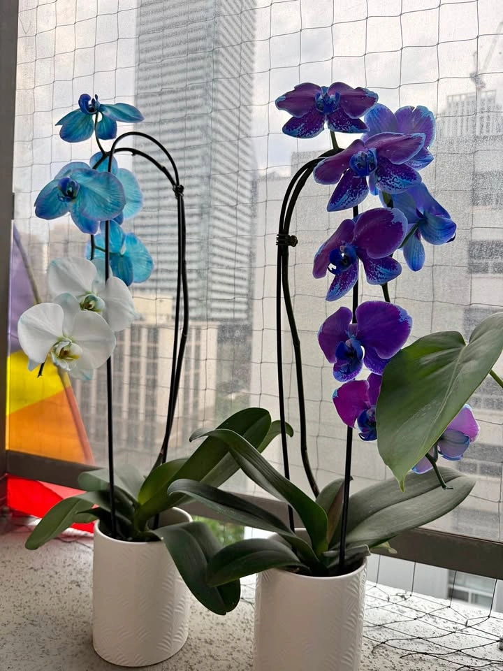 Blue and Purple Phalaenopsis Orchids