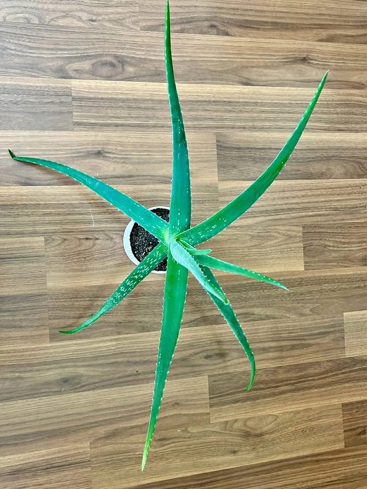 Healthy Aloe Vera Plant with Pot included