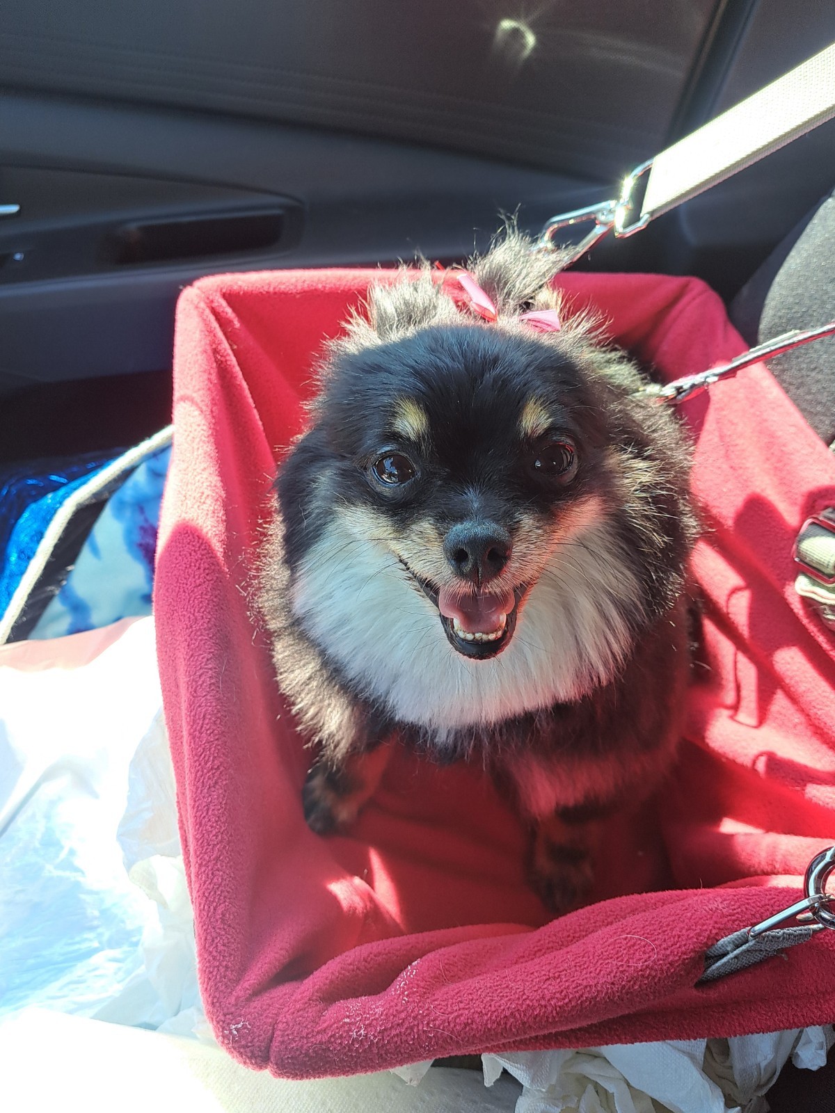 Legendog Small Dog Car Seat Booster Seat w/ Adjustable Strap