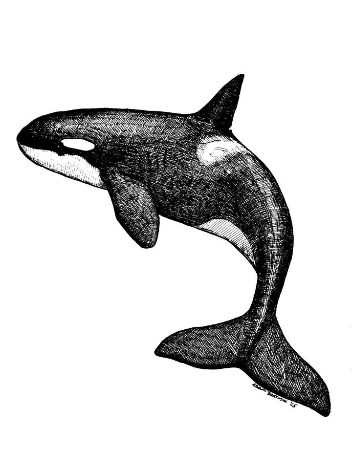 "Komox" Orca print by Local Artist - photo 2
