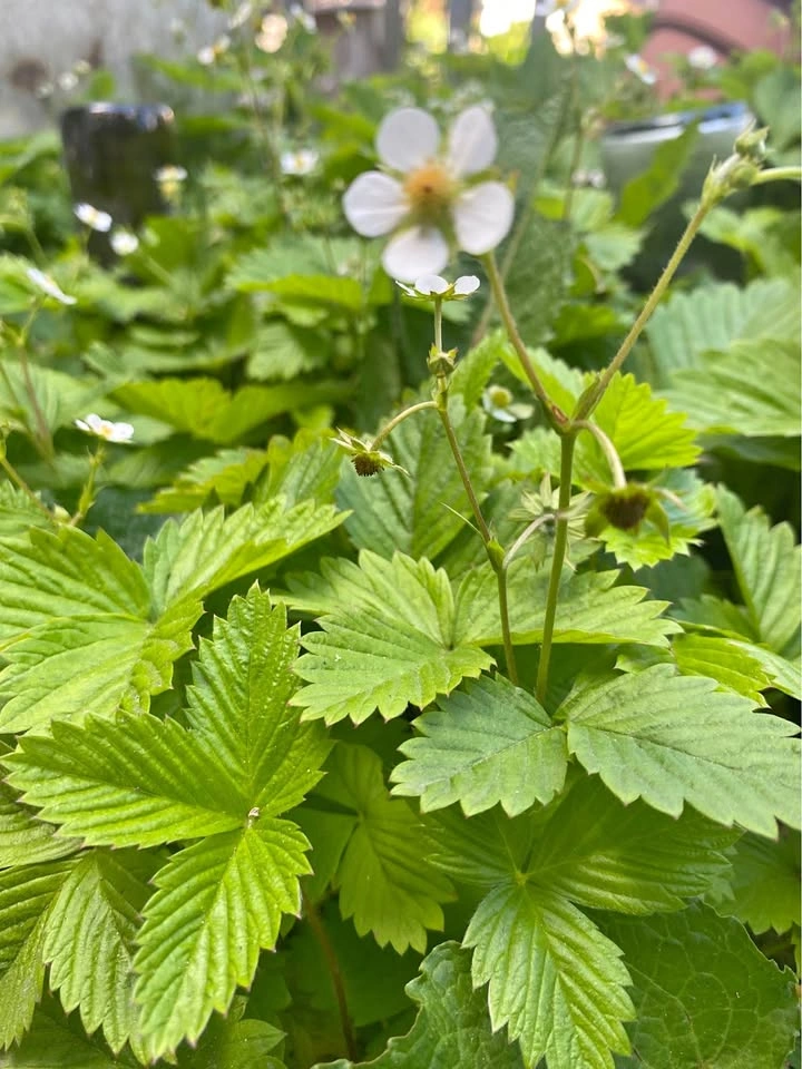 Woodland Strawberry Starter Plants