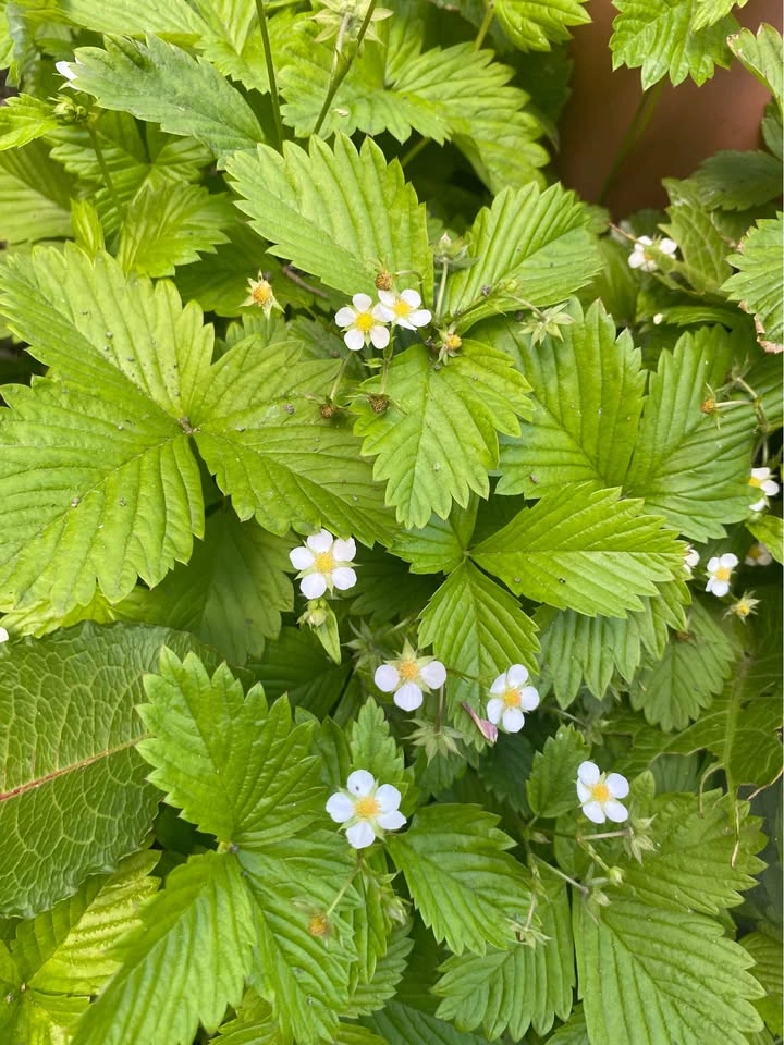 Woodland Strawberry Starter Plants - photo 2
