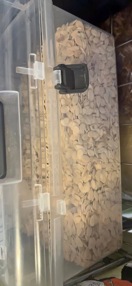 Melon Seeds in Container