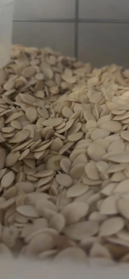 Melon Seeds in Container - photo 2