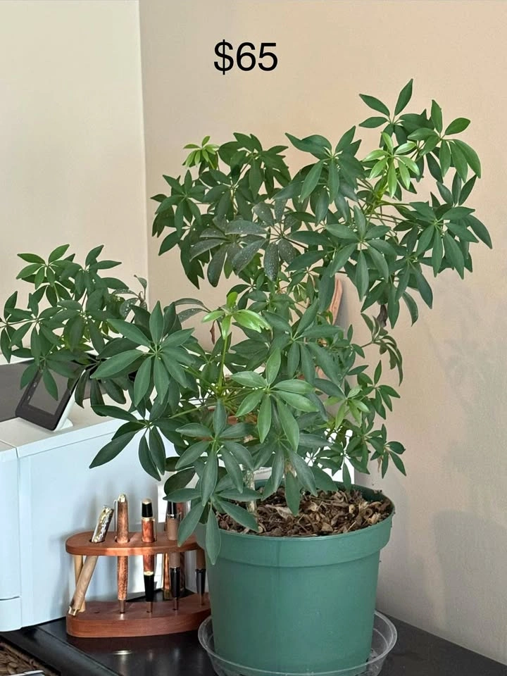 Umbrella plant