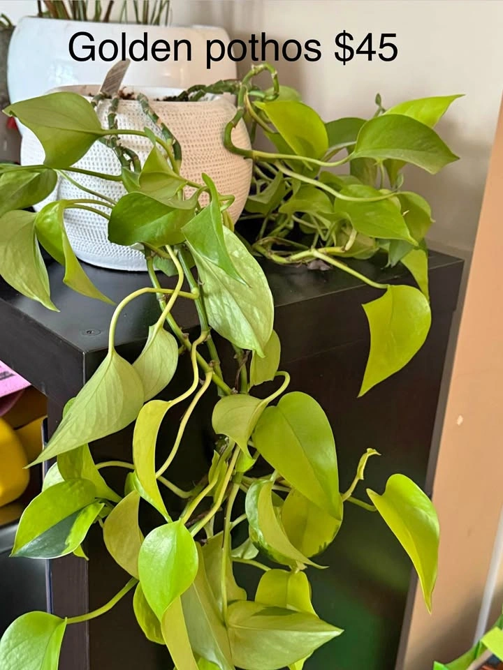 Golden pothos