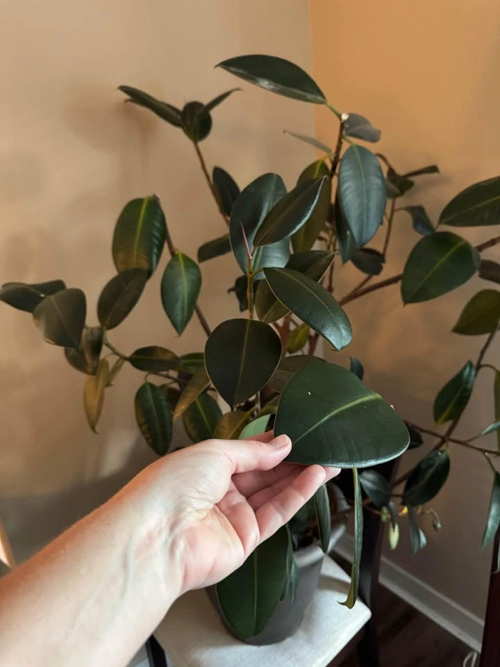 Rubber Tree (Ficus)