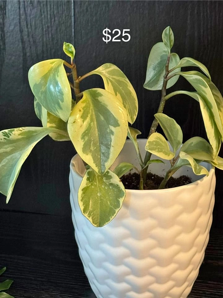 Variegated Peperomia obtusifolia (Baby Rubber Plant)