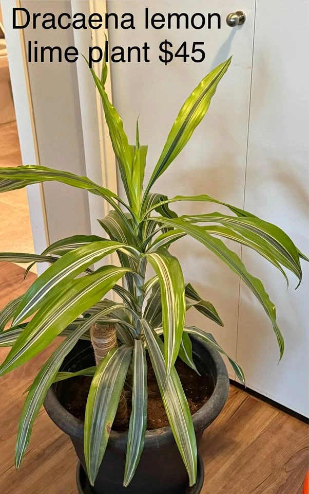 Lemon Lime Plant