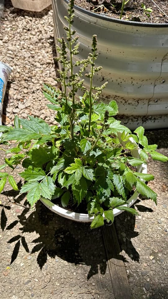 Large Astilbe (shade loving) - ready to flower