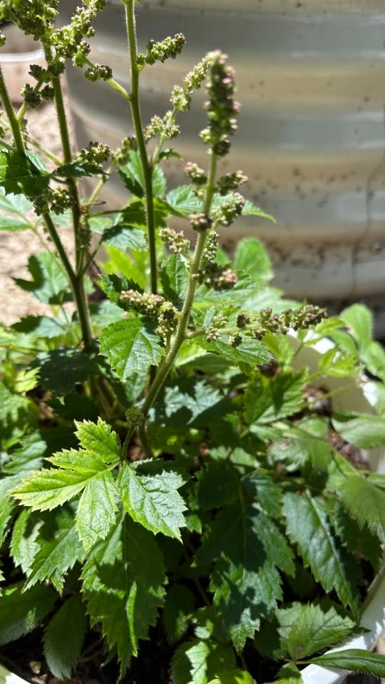 Large Astilbe (shade loving) - ready to flower - photo 2