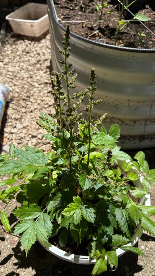 Large Astilbe (shade loving) - ready to flower - photo 3
