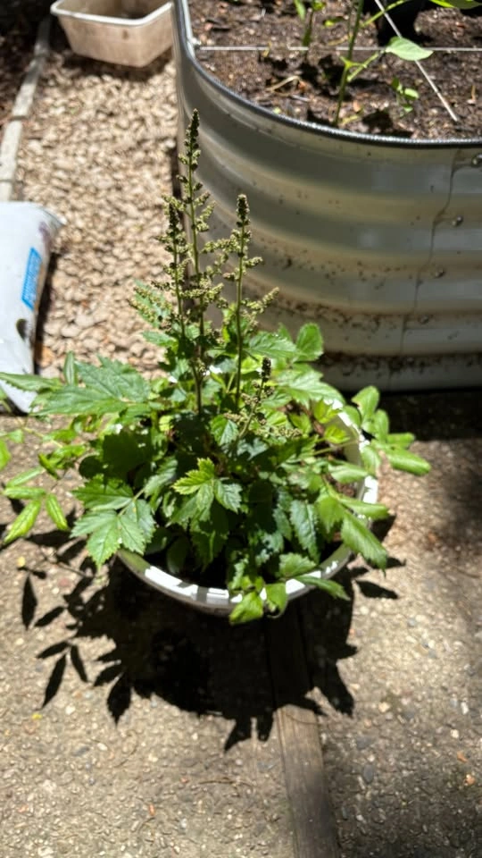 Large Astilbe (shade loving) - ready to flower - photo 4