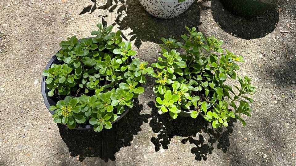 Large Russian Stonecrop (Sedum kamtschaticum) - Home Grown Plant