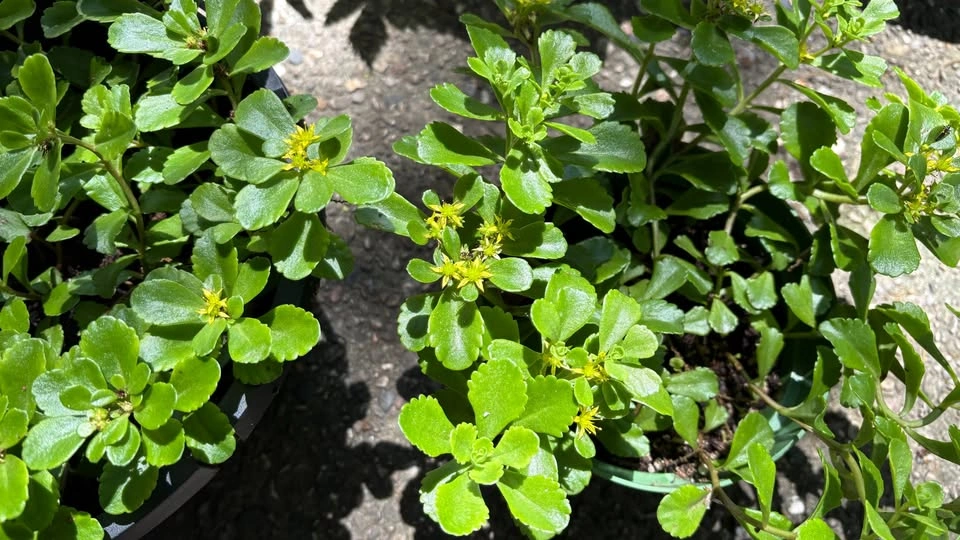 Large Russian Stonecrop (Sedum kamtschaticum) - Home Grown Plant - photo 2