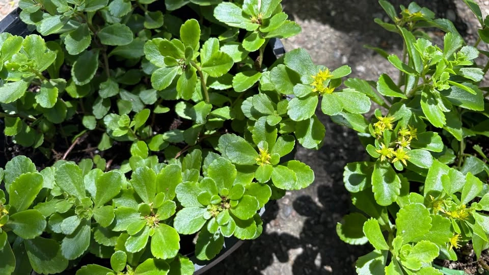 Large Russian Stonecrop (Sedum kamtschaticum) - Home Grown Plant - photo 3