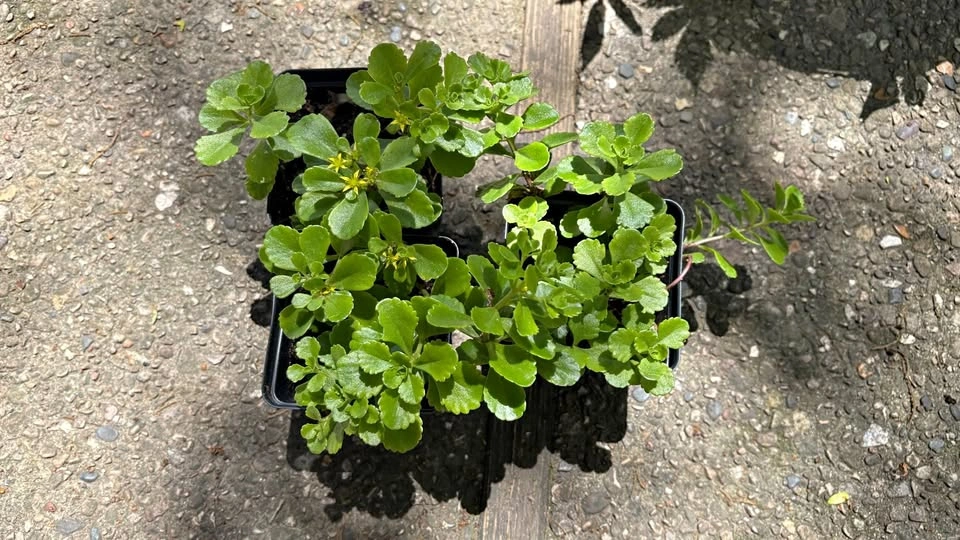 Russian Stonecrop (Sedum kamtschaticum) - Home Grown Plants